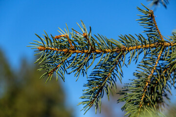 In the photo we see branches of a Christmas tree. Filmed in a low key