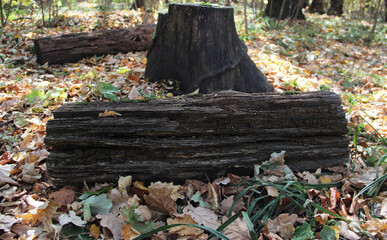 Vacation spot in the woods.