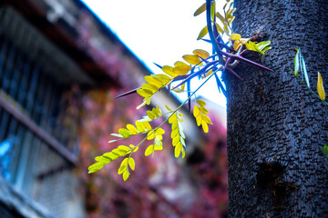 autumn leaves on the window