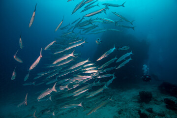 Fototapeta na wymiar A school of Barracuda on the reef