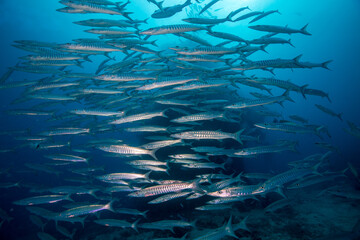 Fototapeta premium A school of Barracuda on the reef