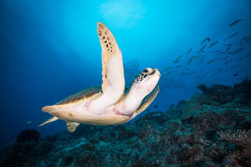 A turtle swims over the reef