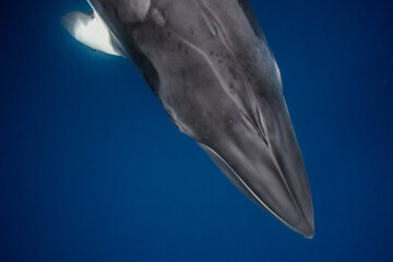 A Minke Whale, a small species of whale found on the Great Barrier Reef