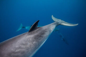 Fototapeta na wymiar A Minke Whale, a small species of whale found on the Great Barrier Reef