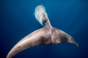 Naklejka premium A Minke Whale, a small species of whale found on the Great Barrier Reef