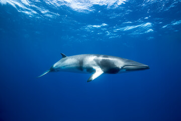 Fototapeta premium A Minke Whale, a small species of whale found on the Great Barrier Reef