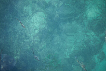 Looking down at a shark in the clear turquoise blue water ripples texture of water on a bright summer day