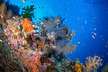 Fototapeta na wymiar A Lionfish surrounded by coral and fish