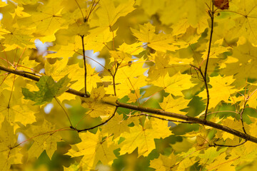 Yellow autumn maple leaves and branches. background
