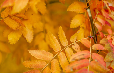 Autumn yellow leaves of ash berries tree. Branches and ash leaves autumn background