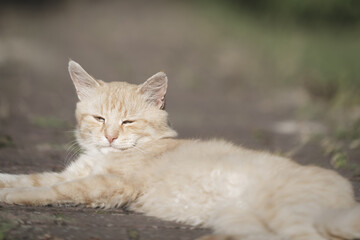 Naklejka na ściany i meble Cat animal portrait. Domestic pet kitten. Ginger feline resting. Defocused fall background. 