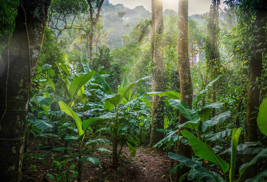 Early morning sunlight in an Indian spice plantation, with young banana trees growing in a lush, tropical forest in the state of Kerala, in southern India.