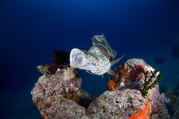 Obraz premium A Barramundi cod sitting on the Reef