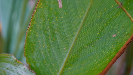 Sunny nature plant photography