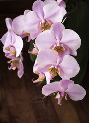 Naklejka na ściany i meble pink orchids on a brown wooden background