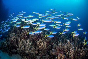 Fototapeta na wymiar A school of yellow tail fusilier swim over the reef