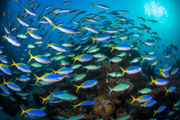 A school of yellow tail fusilier swim over the reef