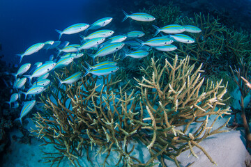 Plakat A school of yellow tail fusilier swim over the reef