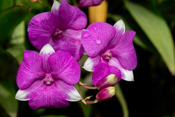 Fototapeta na wymiar Pink Vanda, (Orchidaceae)White and pink petals ,Blurred background.