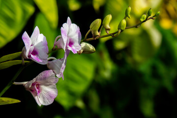 White-pink Vanda, (Orchidaceae)White and pink petals Flowering half bloom, inflorescences that have not yet bloomed at the end. 