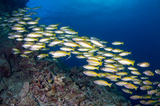 A school of Yellow Striped Snapper