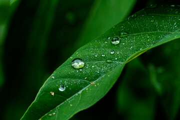 Sugar Apple leaves, Sweetsop,(Annona squamosa L.) Water droplets on Annona leaves,