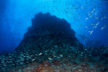 A school of fish on the reef