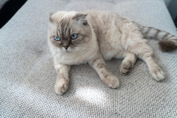 Photo Scottish cat breed, white with blue eyes, scottish-fold