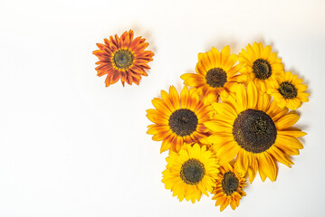 Sunflowers on a white background with copy space. Floral close-up. Flat lay top-down composition with beautiful sunflowers. Top view of eight sunflowers.