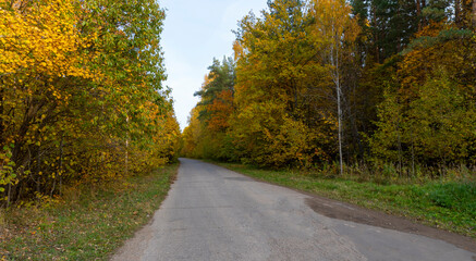 Autumn landscape, forest in autumn, yellow leaves. Beautiful background or screen saver on the phone and computer