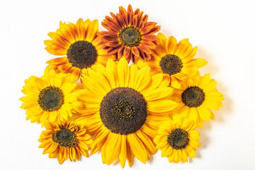 Sunflowers on a white background with copy space. Floral close-up. Flat lay top-down composition with beautiful sunflowers. Top view of eight sunflowers.