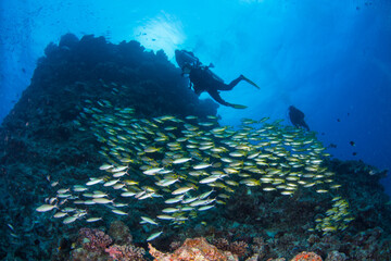 A school of Yellow Striped Snapper