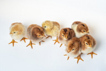 seven cute little chicken on white background closeup top view