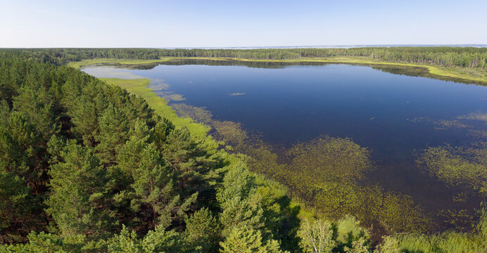 Aerial photo panorama of forest boggy lake in the Karakansky pine forest near the shore of the Ob reservoir.