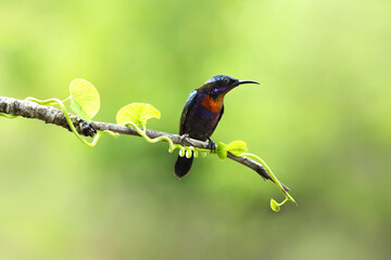 Copper-throated sunbird with green background, nature