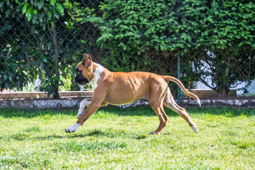 8 weeks young purebred golden german boxer dog puppy running and junping