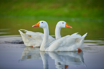 white goose swimming in the water © Jagadheesh