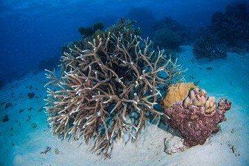 Healthy, colorful corals on the reef