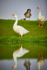 goose on the water looking at the sky 