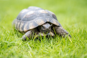 Turtle Testudo Marginata european landturtle walking on green grass closeup wildlife