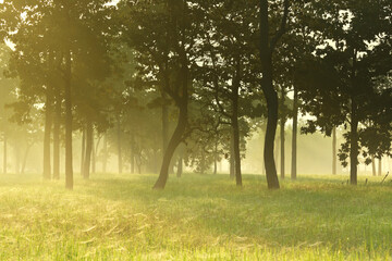 Fototapeta premium Rice fields in the morning with fog and tree background