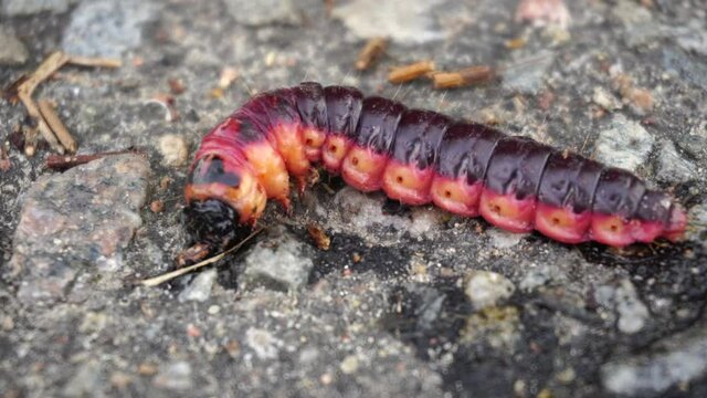 Large burgundy caterpillar, close-up, wildlife