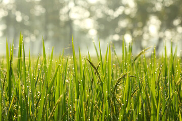Close up of morning with bokeh light on rice field