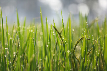 Close up of morning with bokeh light on rice field