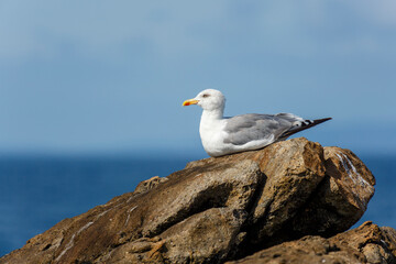 European herring gull lying on the rock. Larus argentatus.