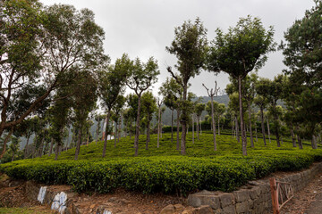 mountain and city landscape with clouds and the beautiful tea plantations in ooty.
