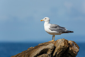 Fototapeta na wymiar European herring gull on the rock. Larus argentatus.