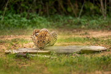 Indian wild male leopard or panther quenching thirst from waterhole with eye contact in natural monsoon green during safari at jhalana forest reserve jaipur rajasthan india - panthera pardus fusca