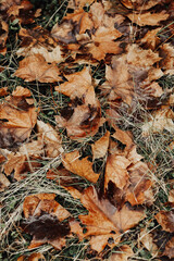 autumn leaves in the forest