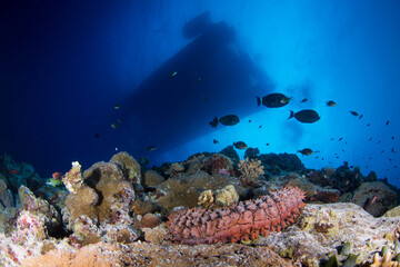 Healthy, colourful corals on the Great Barrier Reef